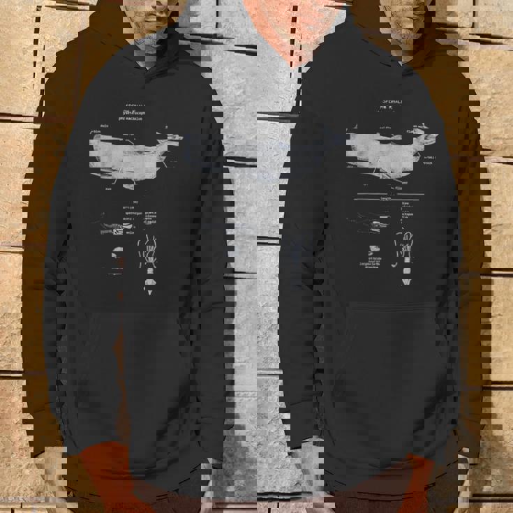 マッコウクジラの解剖学 海洋生物学者 パーカー ライフスタイル