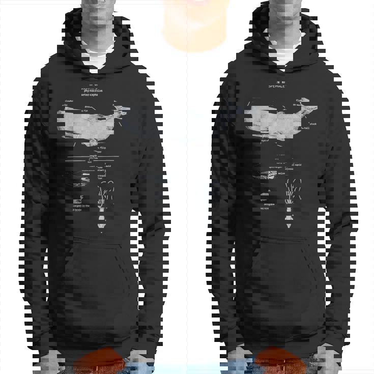 マッコウクジラの解剖学 海洋生物学者 パーカー