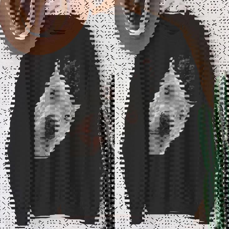 面白い好奇心旺盛な犬ドゴアルヘンティーノ スウェットシャツ 年配の女性への贈り物