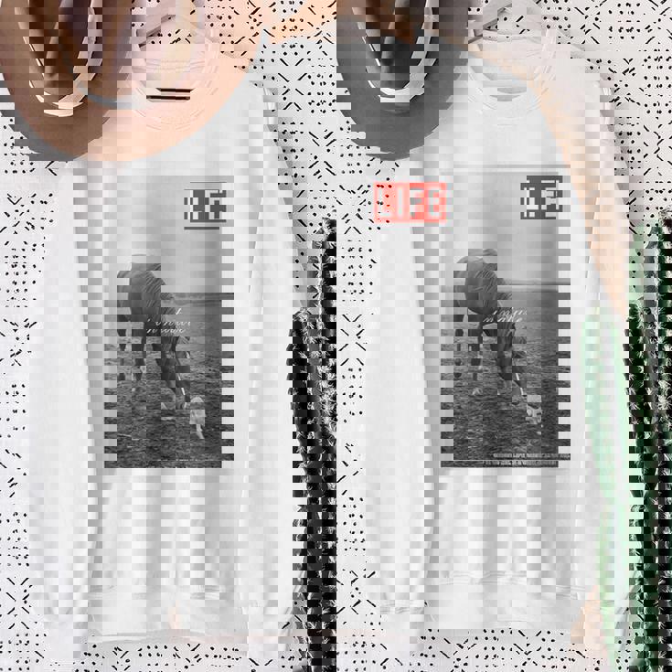 Life Picture Collection 馬と猫（1） スウェットシャツ 年配の女性への贈り物