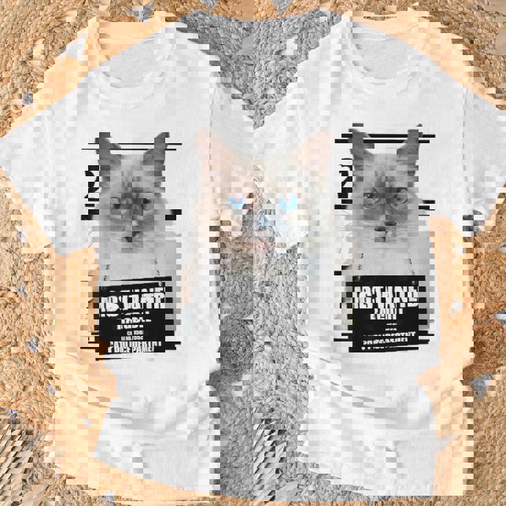 Most Wanted ラグドール ラグドール 猫 Tシャツ 高齢者への贈り物
