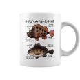 カサゴとメバルの見分け方 コーヒーマグ